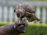 Maeusebussard 080